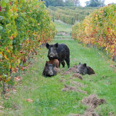 Famille de sangliers