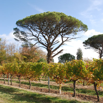 Chateau de HARTES - Les vignes