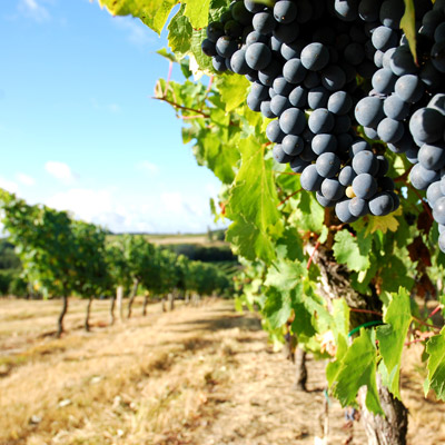 vendanges 2012